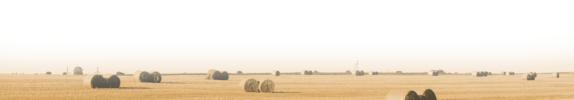 Golden yellow agricultural field ready for harvest, representing a successful and well-managed crop season